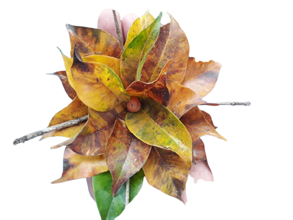 Flor símbolo da Plena de Mim